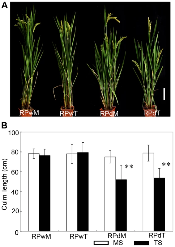 The replanted main shoot and tiller of <i>dwt1</i> reproduce the main-shoot-dominance phenotype.