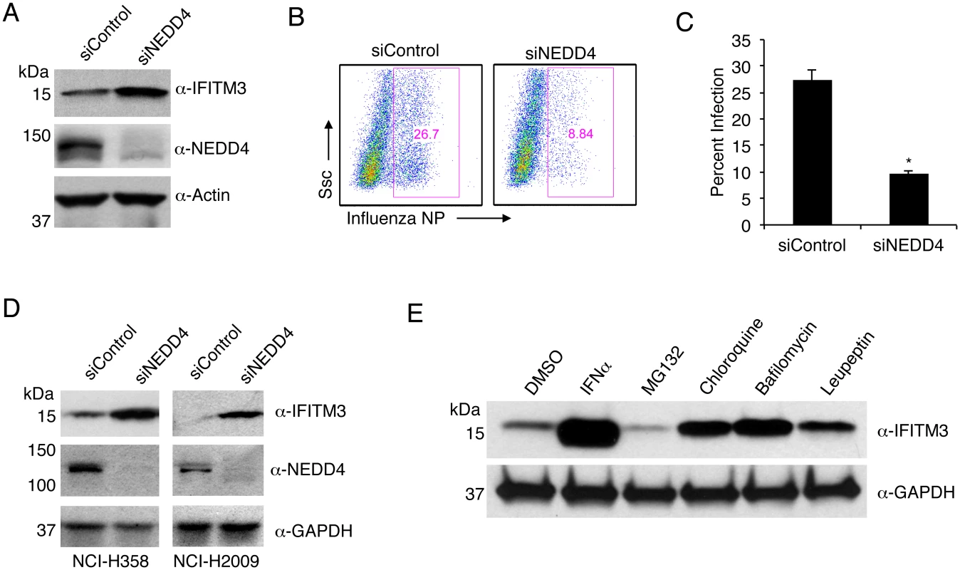NEDD4 knockdown in human lung cells increases IFITM3 levels and resistance to influenza virus infection.