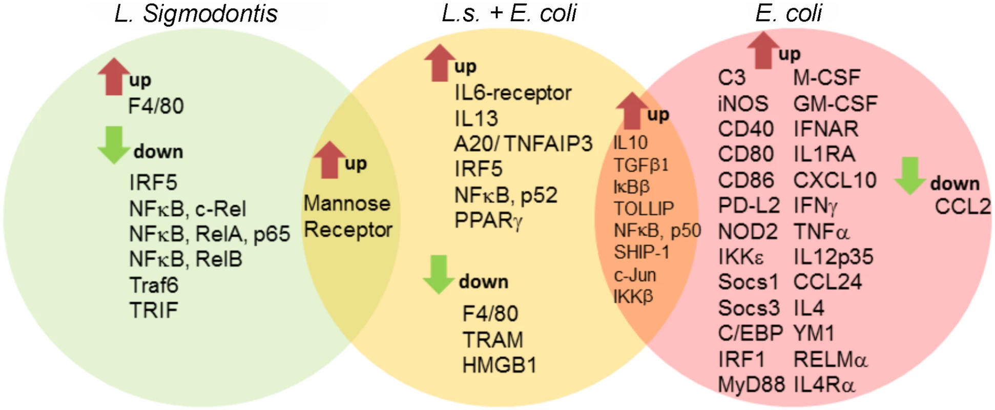Macrophage transcriptional analysis reveals a less inflammatory phenotype in <i>L. sigmodontis</i>-infected mice during <i>E. coli</i> challenge.