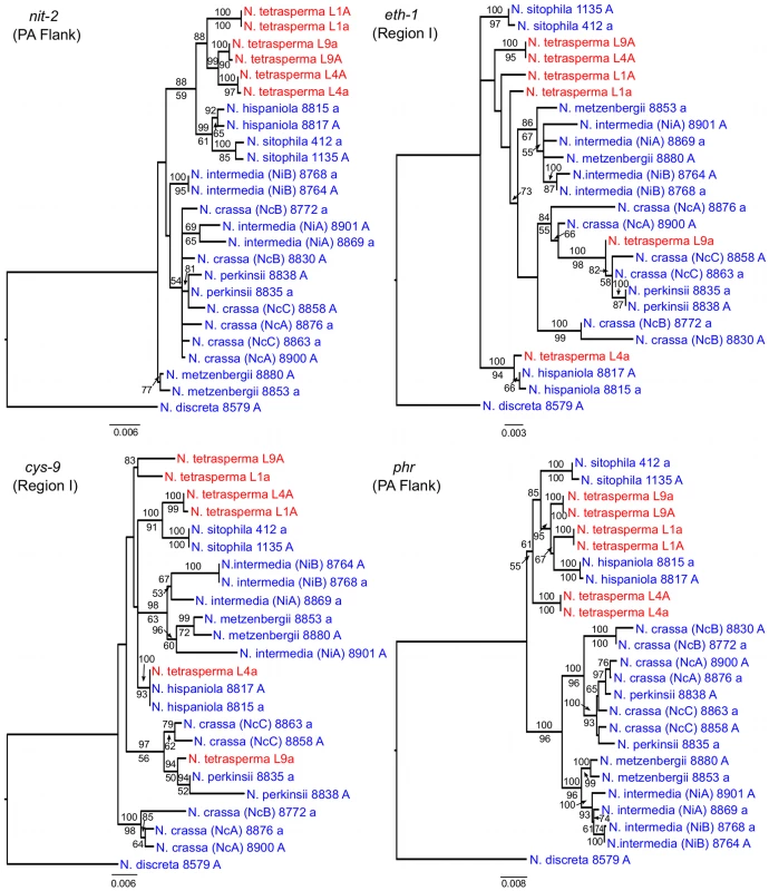 Gene genealogies for <i>nit-2</i>, <i>eth-1</i>, <i>cys-9</i>, and <i>phr</i> located on the mating-type (<i>mat</i>) chromosome of Neurospora.
