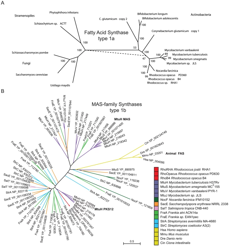 Phylogenetic analysis of type 1a and type 1b fatty acids synthases.
