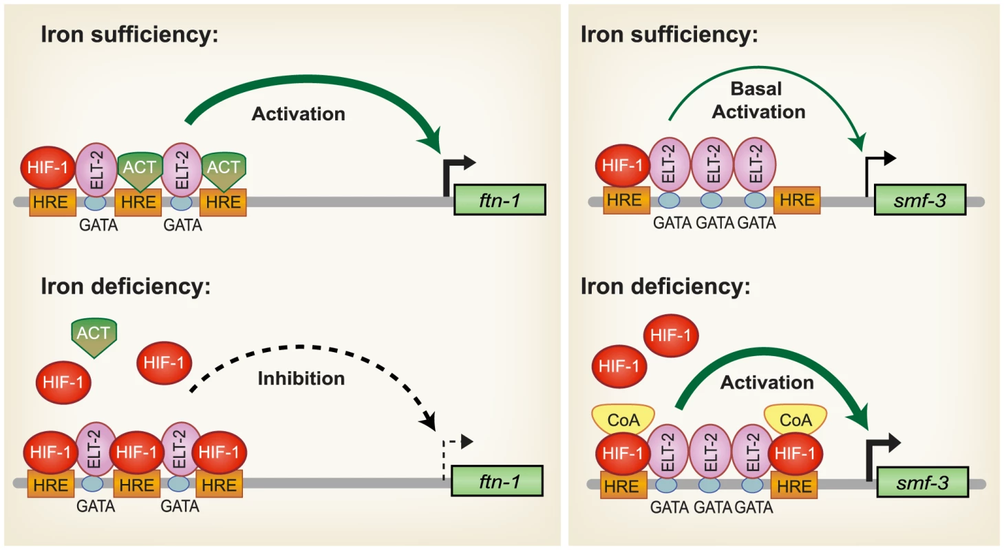 Model for HIF-1 iron-dependent activation and inhibition of intestinal iron uptake and storage.