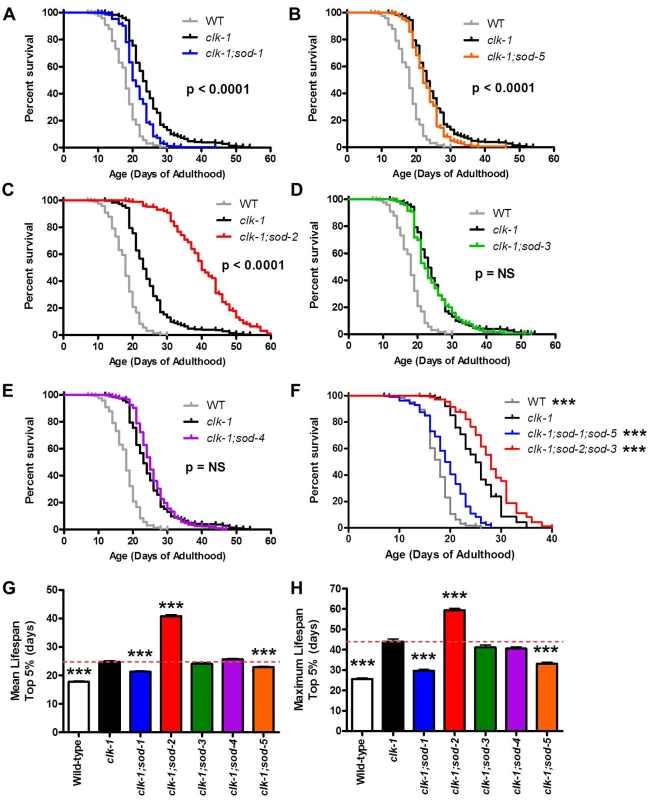 Increased superoxide has a compartment specific effect on <i>clk-1</i> lifespan.