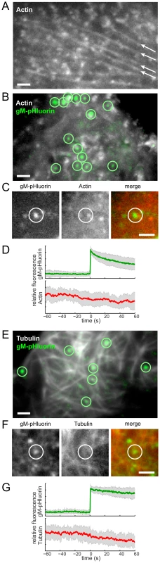 Viral exocytosis does not occur at specialized sites depleted in cytoskeleton proteins.