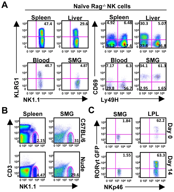 SMG NK cells are present in Rag<sup>−/−</sup> mice and are not thymic or LTi derived.