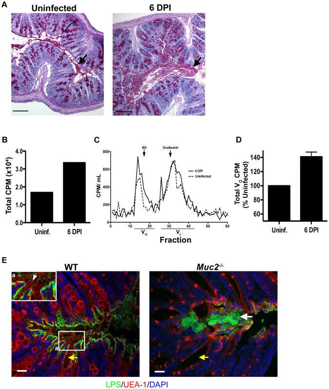 <i>C. rodentium</i> infection results in increased mucin secretion during infection.