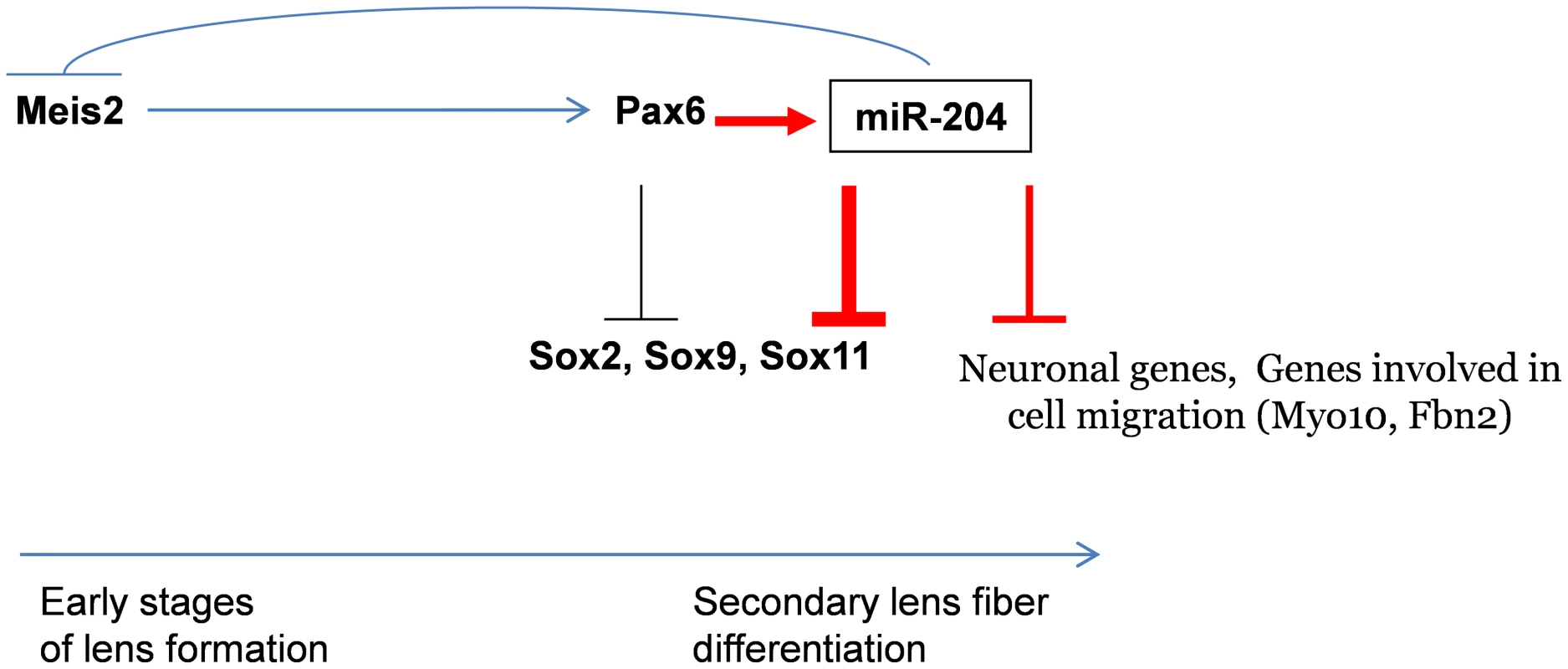 Model of Pax6 genetic regulation of <i>Sox11</i> during ocular development.
