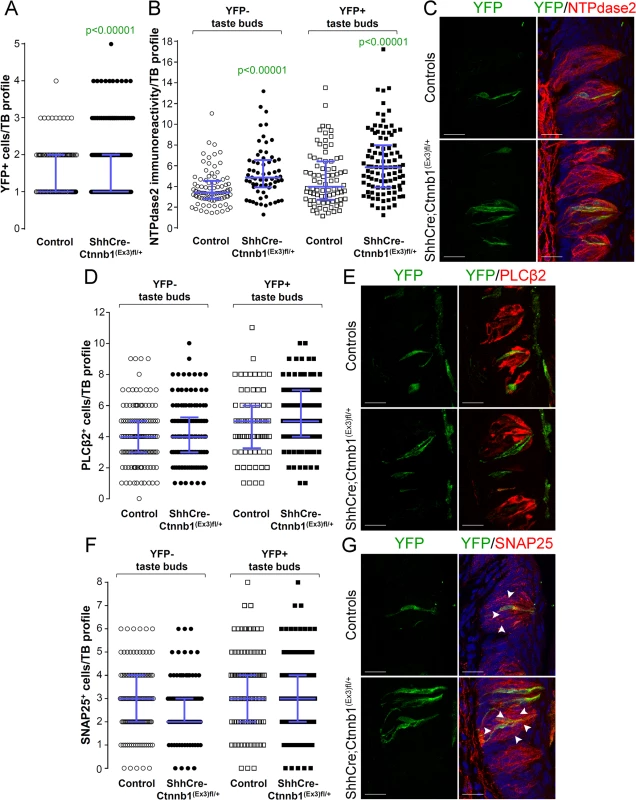 Beta-catenin stabilization in Shh<sup>+</sup> cells biases taste cell fate in the CVP, both taste bud autonomously and indirectly.