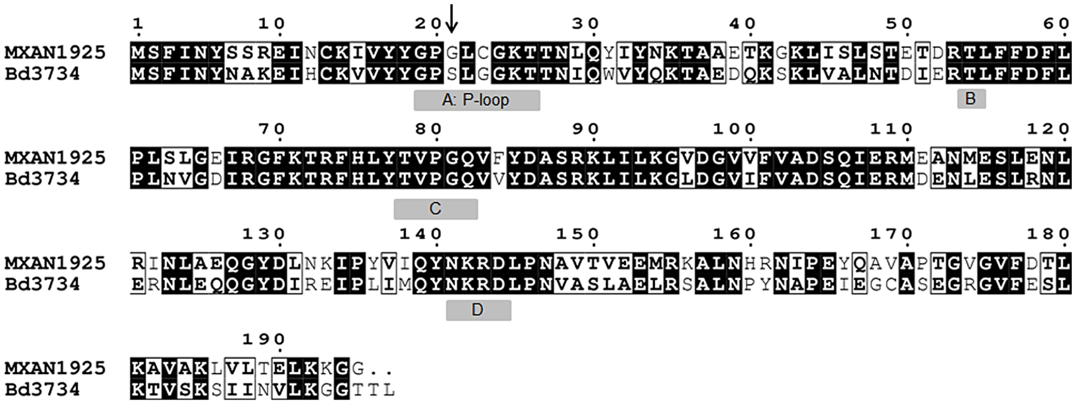 Protein alignment of MglA<sub>Mx</sub> and MglA<sub>Bd</sub>.