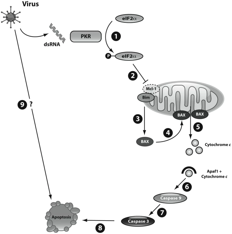 Schematic representation of dsRNA- and virus-induced beta cell apoptosis.