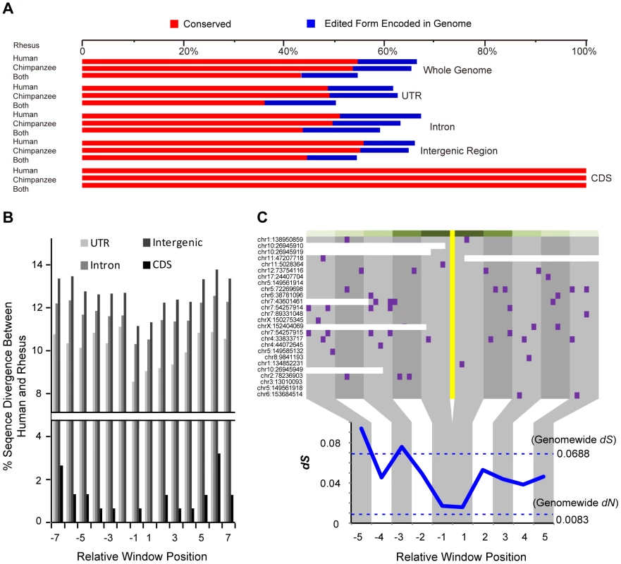 Contribution of purifying selection to the RNA editome in primates.