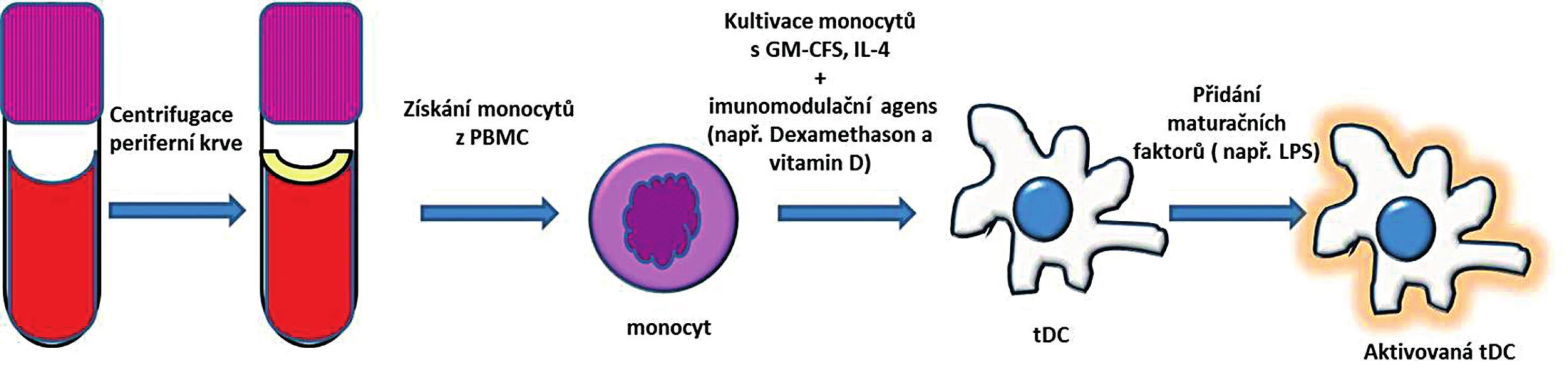 Příprava tolerogenních dendritických buněk z periferní krve.
Monocyty izolované z PBMC jsou kultivované za přítomnosti GM-CSF a IL-4 a imunomodulačního agens. Po přidání maturačního stimulu vznikne aktivovaná tDC, která má na rozdíl od aktivované zralé DC menší schopnost indukovat imunitní odpověď a vyznačuje se spíše imunoregulačním potenciálem.
PBMC – peripheral blood mononuclear cells (periferní mononukleární buňky); GM-CSF – granulocyte-macrophage colony-stimulating factor (růstový hormon pro granulocyty a makrofágy); IL-4 – interleukin 4; tDC – tolerogenní dendritické buňky
Fig. 2. Generation of tolerogenic dendritic cells from peripheral blood.
Monocytes are isolated from peripheral blood mononuclear cells (PBMC) and are cultured in the presence of GM-CSF, IL-4 and immunomodulatory agents. Further stimulation with maturation agent gives rise of activated tDC. The capacity of tDC for inducing an immune response is inferior to that of activated mature DC. 
PBMC – peripheral blood mononuclear cells; GM-CSF – granulocyte-macrophage colony-stimulating factor; IL-4 – interleukin 4; tDC – tolerogenic dendritic cells