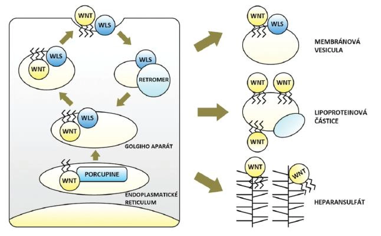 Tvorba, sekrece a transport Wnt glykolipoproteinů – obohacení Wnt o lipidové zbytky zprostředkovává v endoplasmatickém retikulu O-acyltransferáza Porcupine, následně jsou Wnt přenášeny ve vazbě s proteinem Wls prostřednictvím Golgiho aparátu na buněčnou membránu a secernovány. Proteinový komplex Retromer přenáší Wls zpět z membrány do Golgiho aparátu a brání jeho degradaci. Mezibuněčný transport lipofilních Wnt je možný ve vezikulách odloučených z buněčné membrány (ve vazbě s Wls), v lipoproteinových částicích či prostřednictvím sítě proteoglykanů heparansulfátů (blíže viz text).