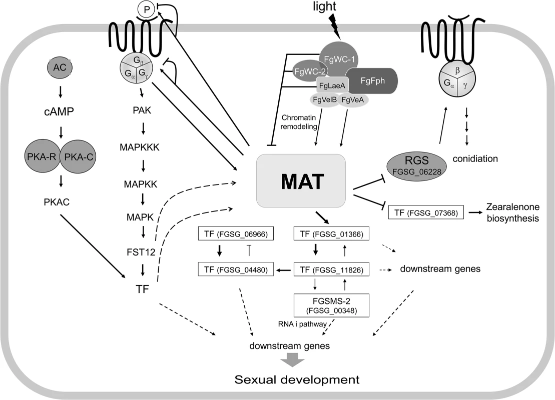 Schematic diagram of possible regulatory pathways of <i>MAT</i>-mediated sexual development in <i>F</i>. <i>graminearum</i>.
