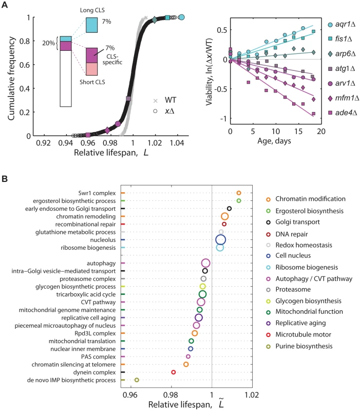 High-resolution genome-wide screening of yeast CLS.