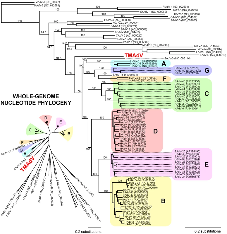 Whole-genome phylogenetic analysis of TMAdV.