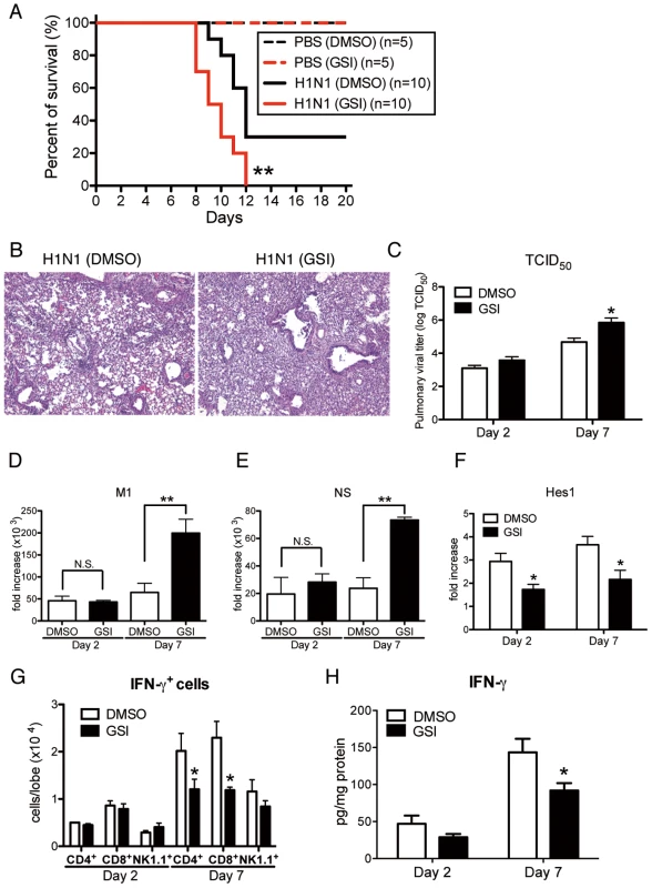 Blocking of Notch signaling abrogates survival rate, lung pathology, and viral load.