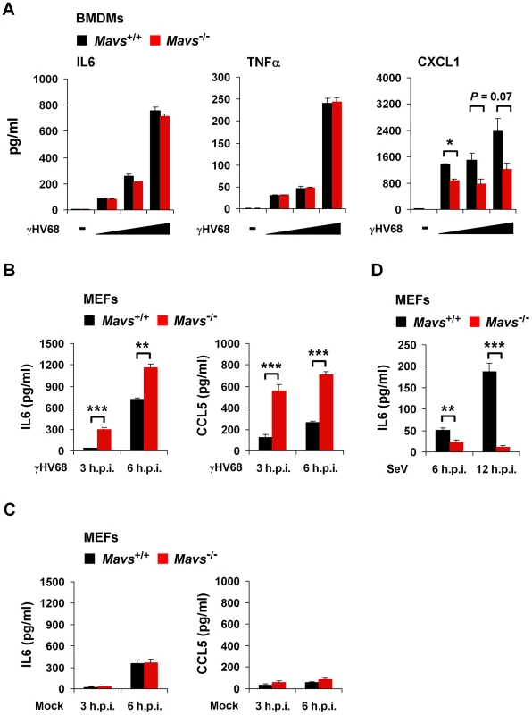 MAVS deficiency results in increased cytokine production in γHV68-infected MEFs.