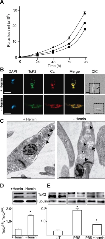 Heme promotes parasite multiplication with accumulation of electron dense endosomes and changes in TcK2 gel migration.