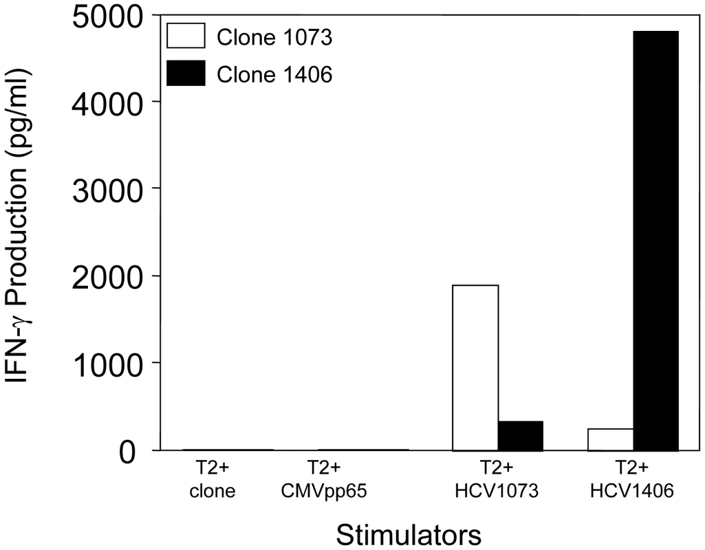 Antigen recognition by HCV T-cell clone 1073.