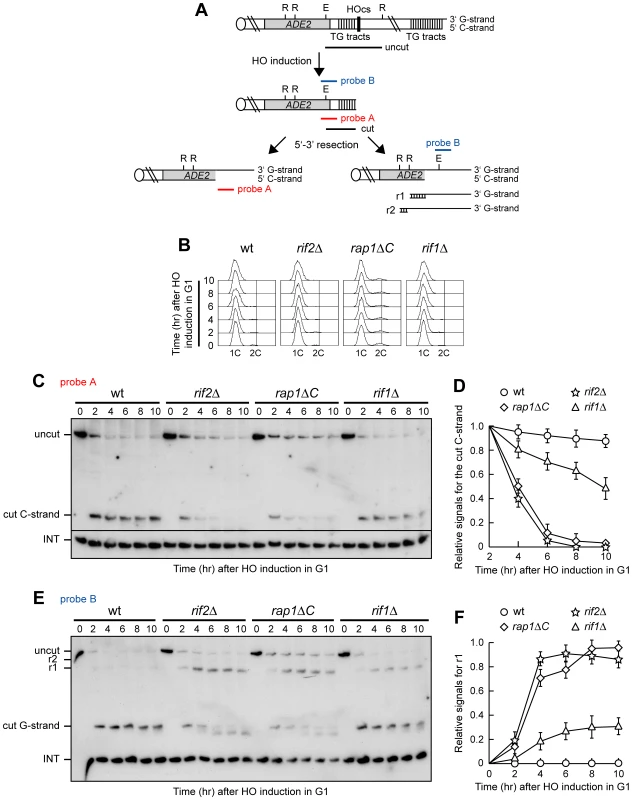 Rap1, Rif1, and Rif2 inhibit resection at a de novo telomere in G1.