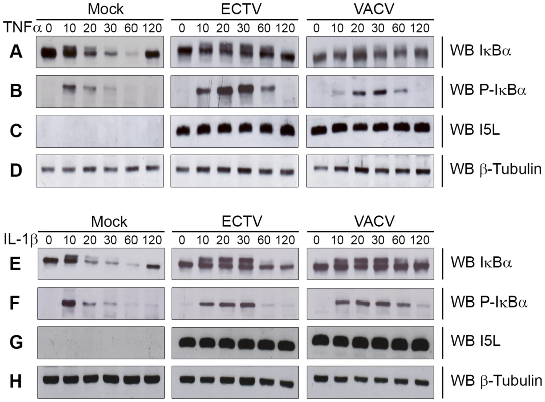 ECTV infection inhibits IκBα degradation.