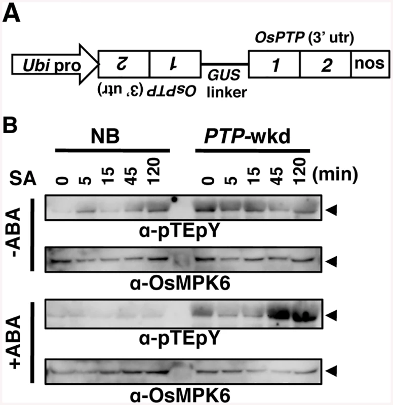 Dephosphorylation of OsMPK6 in response to ABA requires OsPTP1/2.