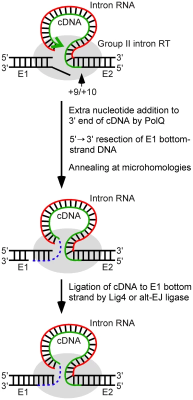 Model for ligation of the intron cDNA to exon 1 during linear group II intron retrohoming.