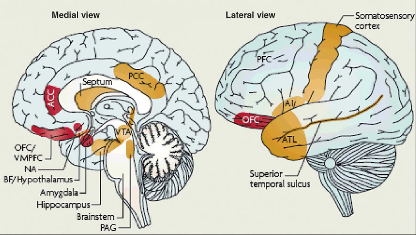 Mapa „emočního mozku“, kterou je nutné chápat cum grano salis.
Znázorněné oblasti jsou totiž aktivovány i při zátěži označované jako „kognitivní“. Striktní dichotomie emoce – kognice je spíše filozofická myšlenková tradice než neurovědecky doložený fakt.
„Těžiště“ (jádro) emočního mozku jsou oblasti označené červeně. „Periferie“ jsou oblasti označené oranžově Dle Pessoa, 2008 (25).