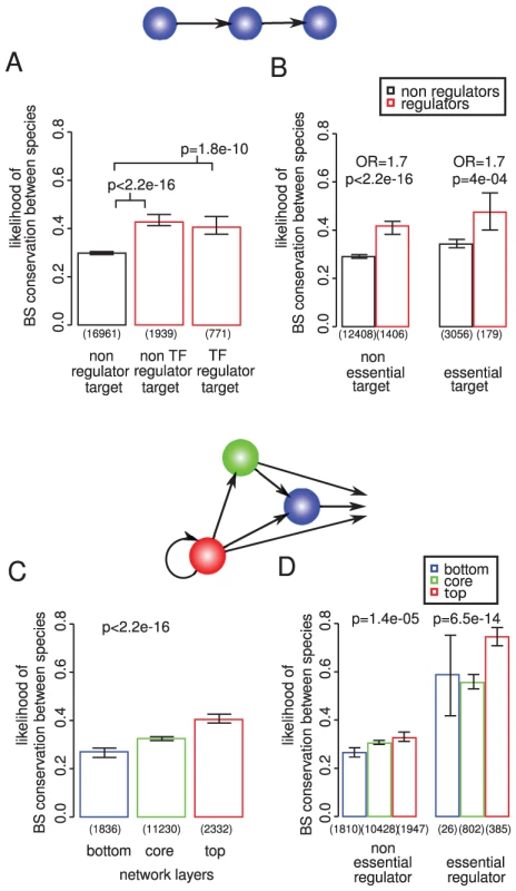TF binding sites in the promoters of regulatory genes.