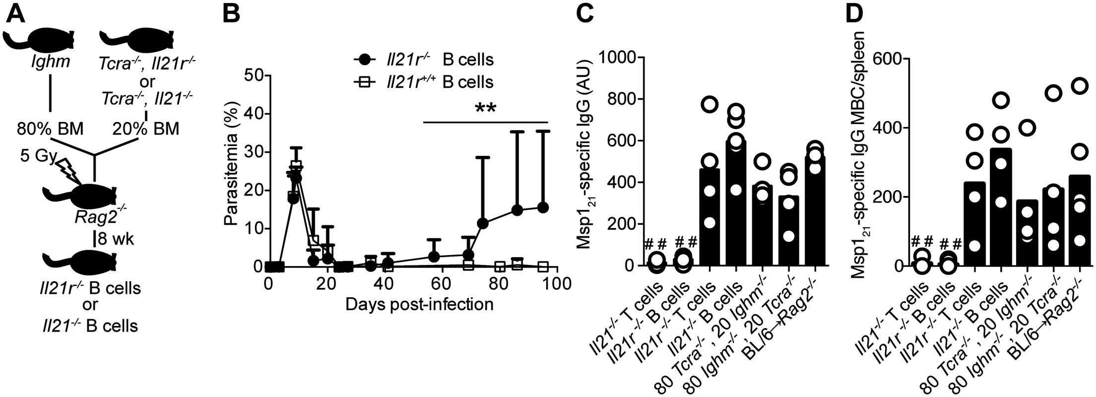 Mice bearing IL-21R-deficient B cells fail controlling chronic <i>P</i>. <i>chabaudi</i> infection and activating <i>P</i>. <i>chabaudi</i>-specific-IgG-responses.