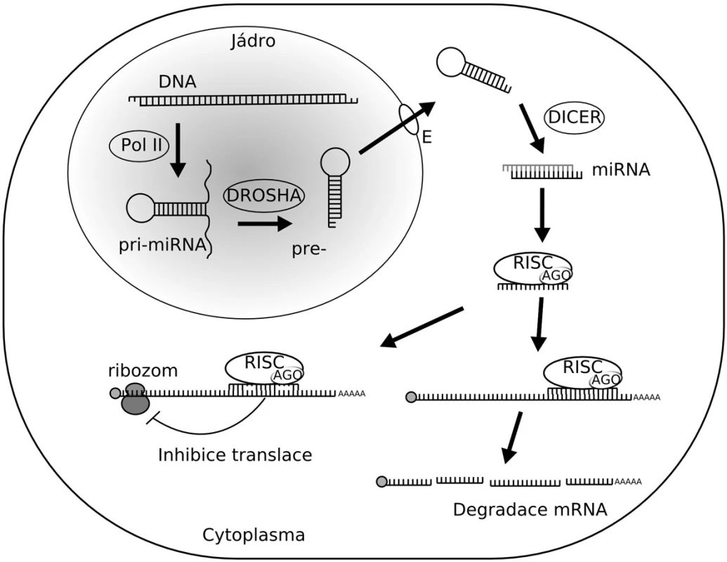 MicroRNA mohou fungovat jako onkogeny nebo nádorové supresory. (A) V normální tkáni napomáhá exprese miRNA udržovat optimální hladiny buněčných proteinů. Výsledkem je normální průběh buněčného cyklu, proliferace, diferenciace i apoptózy. (B) Narušení biogeneze nebo funkce miRNA fungujících jako nádorové supresory, které potlačují produkci onkoproteinů, může vést k rozvoji nádorového bujení. To může být provázeno nárůstem proliferace buněk, invazivity i angiogeneze, snížením úrovně apoptózy nebo morfologickými změnami v nádorové tkáni. (C) Amplifikace nebo nadměrná exprese onkogenních miRNA může mít také za následek rozvoj nádorového bujení. Důvodem je omezení produkce nádorových supresorů. Důsledky jsou podobné jako při snížení hladin supresorových miRNA.