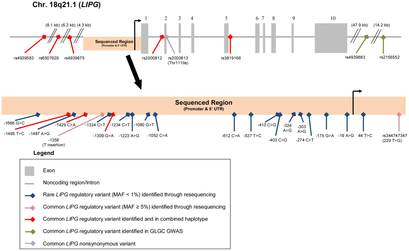 Rare and common <i>LIPG</i> regulatory variants studied.