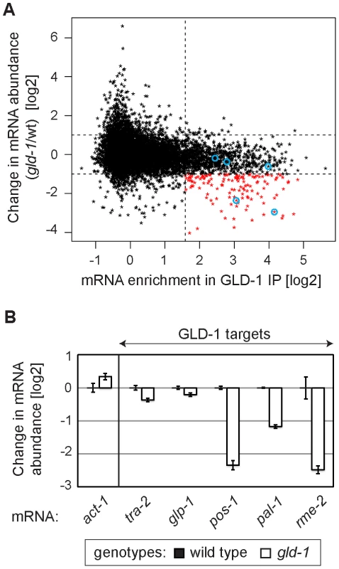 GLD-1 is required for the accumulation of many mRNA targets.