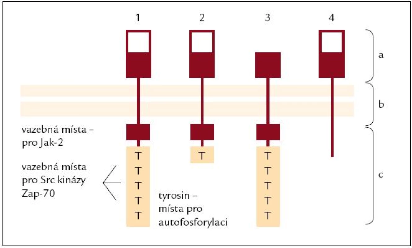 Typy receptoru pro prolaktin (PRL-R).
Lidský PRL-R se vyskytuje ve 4 variantách, které vznikají alternativním splicingem.
PRL-R se skládá ze 3 domén: a) extracelulární; b) transmembránová; c) cytoplazmatická
&lt;ol&gt;&lt;li&gt;Dlouhá varianta: Je nejčastější a schopná aktivovat všechny intracelulární cesty, vyskytuje se ve všech lymfatických orgánech (kostní dřeni, lymfatických uzlinách, thymu i slezině) i na leukocytech v cirkulaci.&lt;/li&gt;
&lt;li&gt;Střední varianta: Zachována schopnost aktivace intracelulárních cest spojených s JAK-2, omezená schopnost aktivovat Src kinázy. Převážně je exprimována ve slezině, kostní dřeni, omezeně v lymfatických uzlinách (LU) a minimálně v thymu a periferních lymfocytech.&lt;/li&gt;
&lt;li&gt;ΔS varianta: Omezená vazba prolaktinu, avšak rychlejší schopnost aktivovat intracelulární cesty. Pouze 1/3 všech PRL-R je tato varianta, vyskytuje se omezeně v LU, slezině, thymu i leukocytech v cirkulaci, minimálně v kostní dřeni.&lt;/li&gt;
&lt;li&gt;PRL-BP: PRL-vázající peptid je schopen PRL vázat, nikoli spustit intracelulární cesty. Vyskytuje se sporadicky.&lt;/li&gt;&lt;/ol&gt;