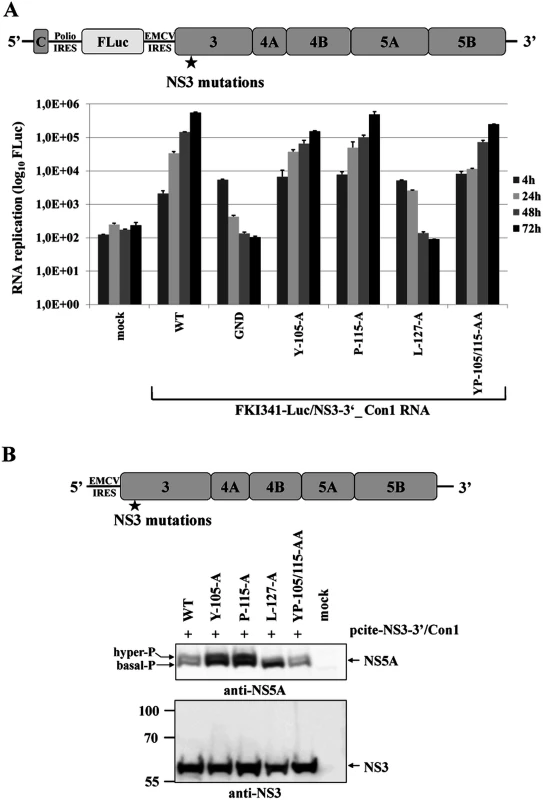 NS3-L127A inhibits RNA replication and suppresses NS5A hyperphosphorylation in the context of a HCV genotype 1b NS3-5B replicon.