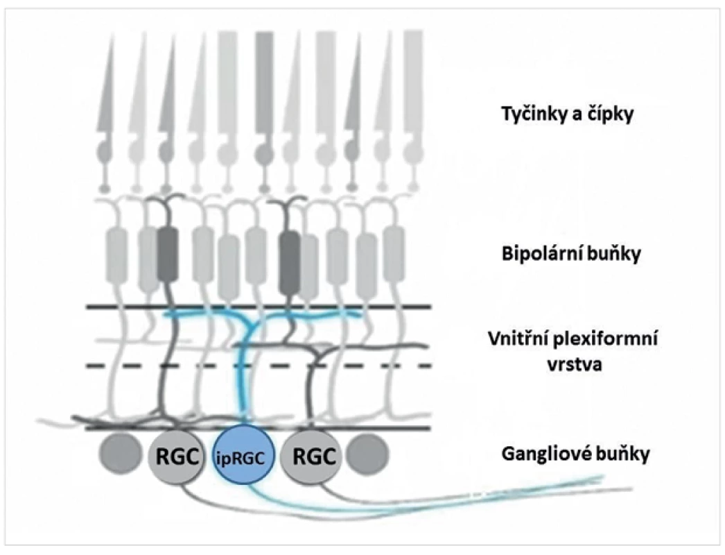 Schematické znázornění vrstev sítnice a vnitřně fotosenzitivních gangliových buněk sítnice (ipRGC)