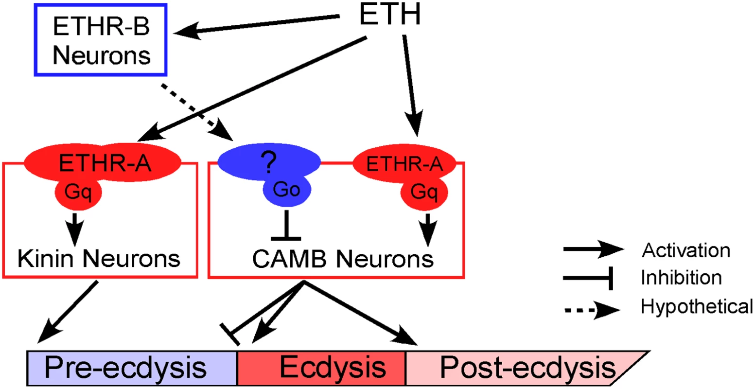 A model depicting functional roles of kinin and CAMB neurons in scheduling of the ecdysis FAP.