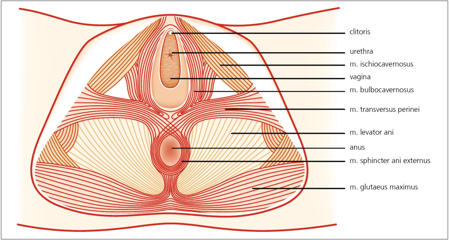 Čtvrtá vrstva svalů pánevního dna – zevní genitální svaly. Autor děkuje MgA. Marianě Marešové za poskytnutí obrázku.
