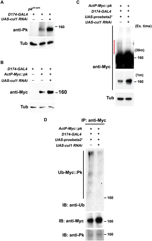 Pk protein level is regulated by Cul1-mediated ubiquitinylation and proteasomal degradation.
