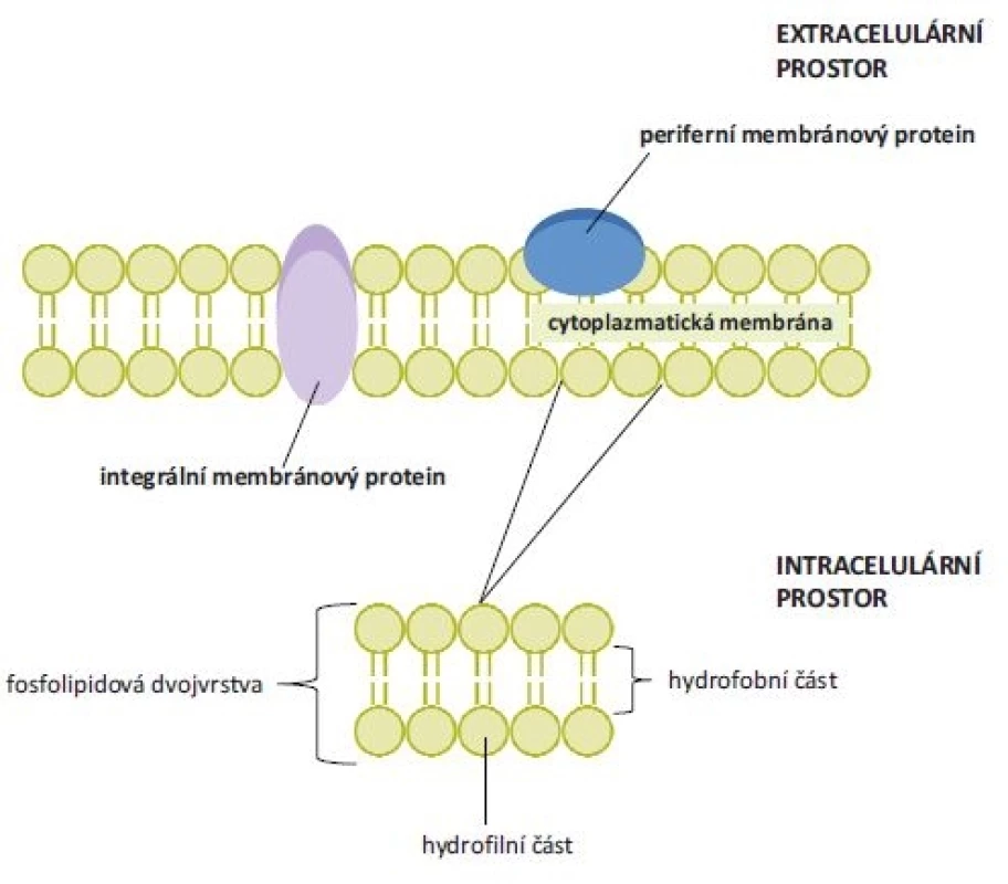 Struktura cytoplazmatické membrány a umístění periferních a integrálních
membránových proteinů. Cytoplazmatická membrána je tvořena dvěma fosfolipidovými
vrstvami. Jejich hydrofobní vnitřní část je tvořena řetězci mastných kyselin a polární
část představují hydrofi lní hlavičky fosfolipidů. Integrální (transmembránové)
proteiny interagují s hydrofobní částí fosfolipidové membrány, periferní membránové
proteiny s touto částí neinteragují.