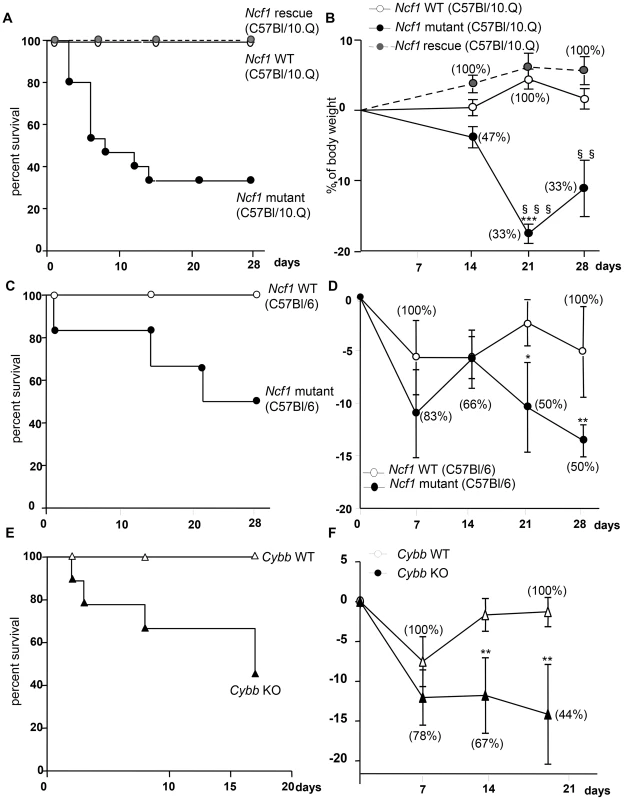 Impact of CGD mutation on mortality and weight loss in response to BCG infection.