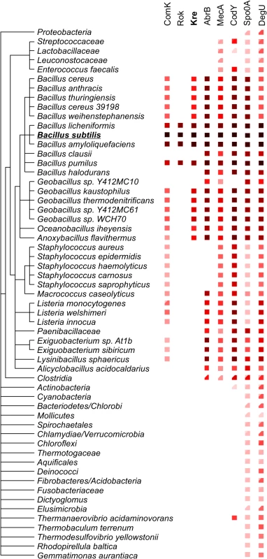 Phylogenetic relation between <i>comK</i> and its key regulators.