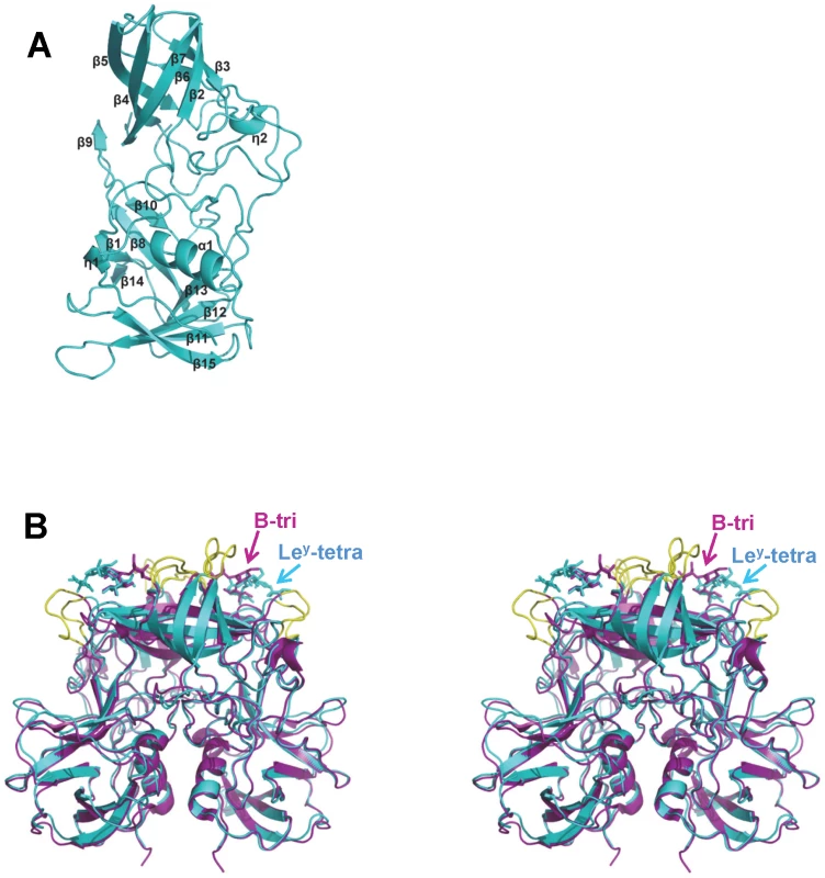 Overall structure of VA207 P protein monomer and comparison of VA207 and VA387 P dimers complexed with oligosaccharides.