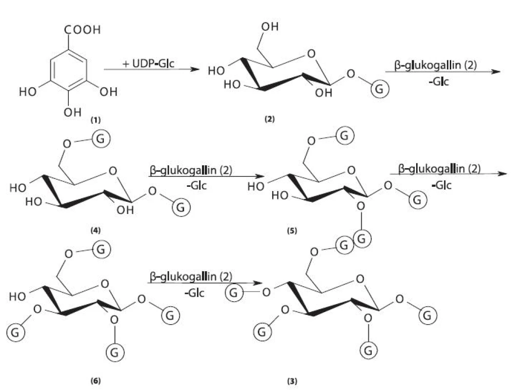 Biosyntéza gallotaninů I
1 – kyselina gallová, 2 – 1-O-galloyl-ß-D-glukopyranosa (ß-glukogallin), 3 – 1,2,3,4,6-penta-O-galloyl-ß-D-glukopyranosa, 4 – 1,6-di-O-galloyl-ß-D-glukopyranosa, 5 – 1,2,6-tri-O-galloyl-ß-D-glukopyranosa, 6 – 1,2,3,6-tetra-O-galloyl-ß-D-glukopyranosa, G – galloyl
