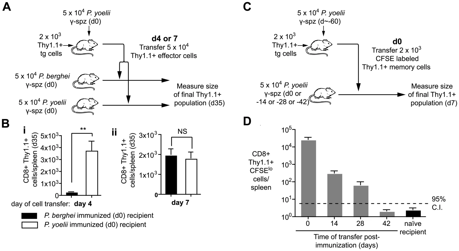 Prolonged antigen presentation is required for optimal CD8+ memory formation.
