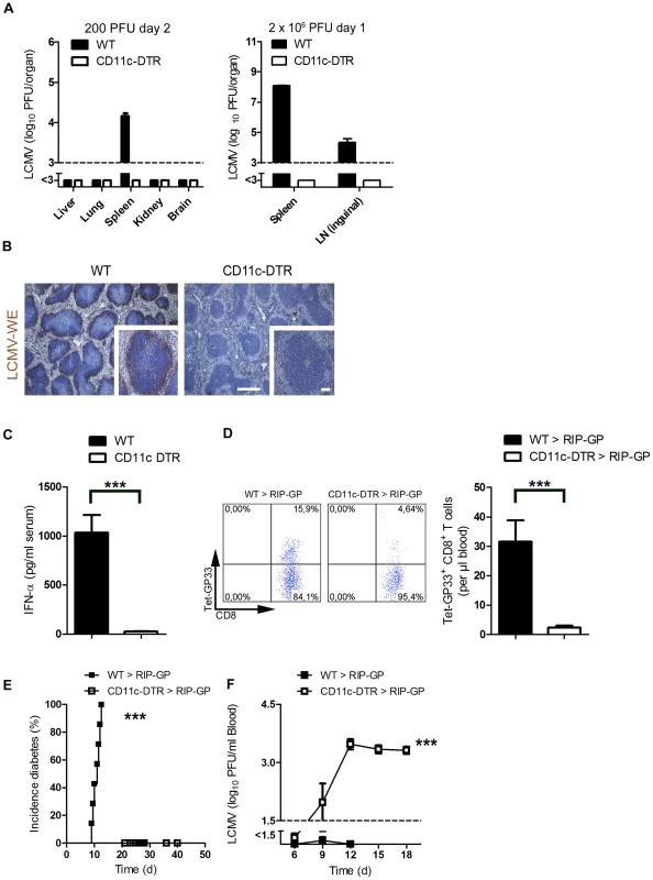 Depletion of dendritic cells blunted early viral replication and prevented autoimmune diabetes.