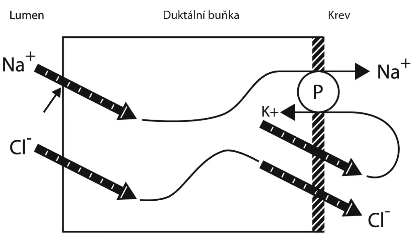Mechanismus reabsorpce iontů z primárního ekrinního potu v distální části sekretorických acinů a duktální části ekrinních žláz