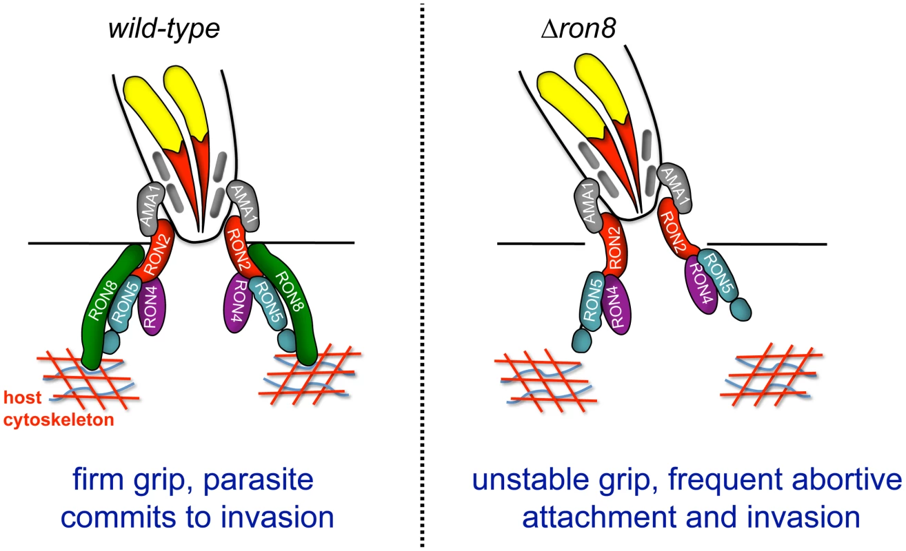 Model of the <i>Toxoplasma</i> moving junction in wildtype and Δ<i>ron8</i> parasites.