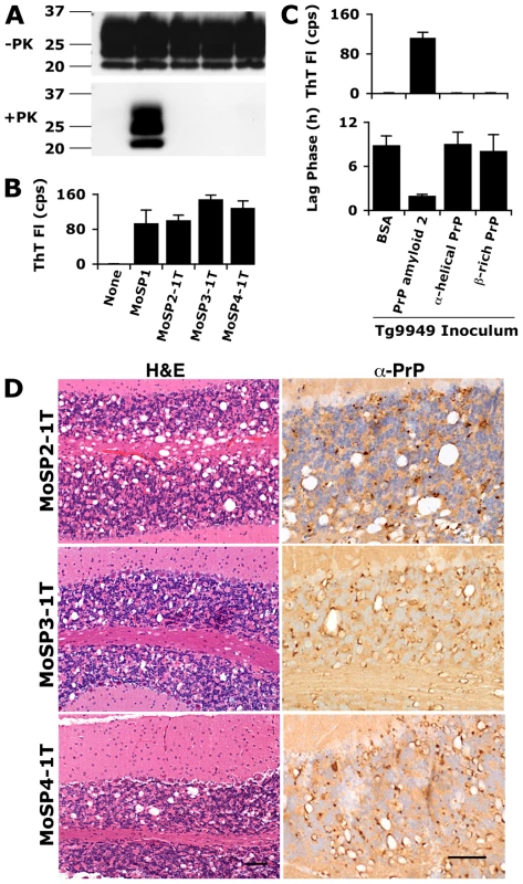 Inoculation of Tg9949 mice with PrP amyloid, but not other PrP conformations, results in the generation of prions.